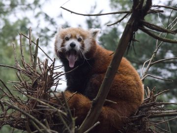 redpandayawn